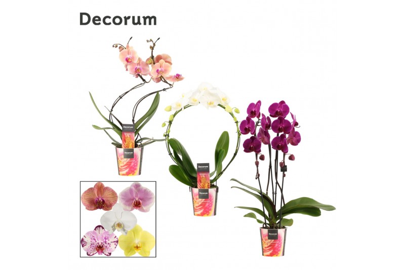 Phalaenopsis mix Phalaenopsis vormen mix 2 tak (Decorum)14 bl. 2 tak/p 