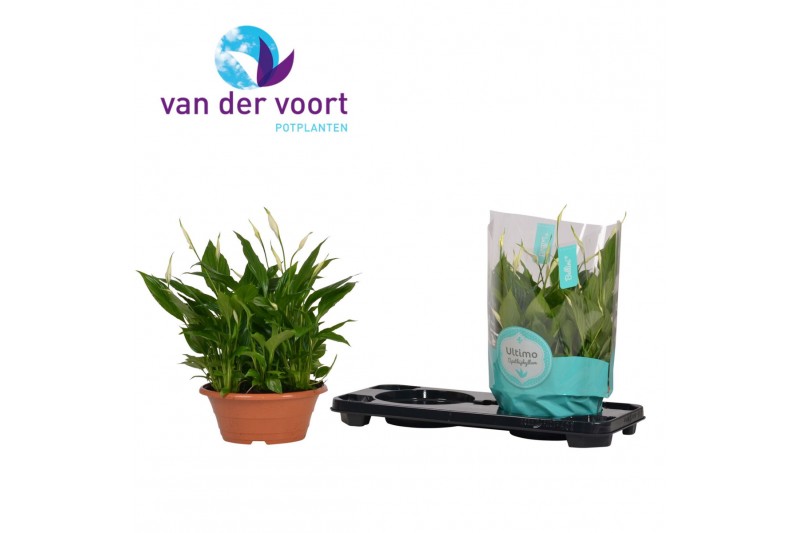 Spathiphyllum bellini 15+ - Ultimo 