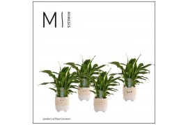 Spathiphyllum chopin 3+ in Tommy Nature Love Keramiek