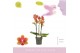 Phalaenopsis multiflora oranje Aromio Tropical 3 spike 25 bl. 3 tak/pl 