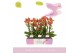 Phalaenopsis multiflora oranje Aromio Tropical 3 spike 25 bl. 3 tak/pl 