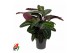 Calathea warscewiczii Calathea Warscewicziizonder bloem bl. 2 pp 