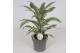 Dracaena fragr. compacta white jewel Dracaena White Jewel1 pp 