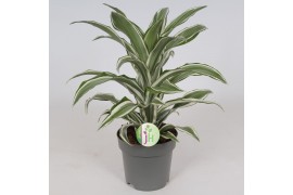 Dracaena fragr. compacta white jewel Dracaena White Jewel1 pp