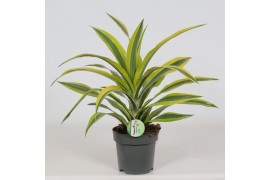 Dracaena fragr. der. lemon lime Dracaena Lemon Lime1 pp