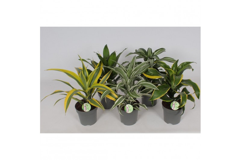 Dracaena fragr. mix 3 soorten Dracaena mix1 pp 