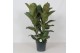 Ficus elastica robusta Ficus Robusta3 pp 