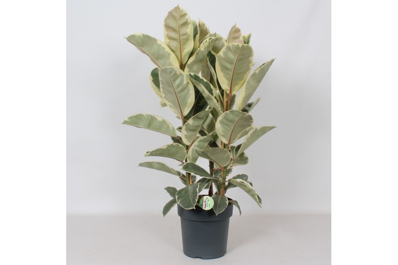 Ficus elastica tineke Ficus Tineke3 pp 