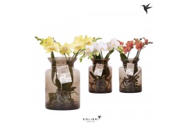 Phalaenopsis mix Kolibri Orchids Phalaenopsis Roots mix in glas stolp 