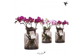 Phalaenopsis mix Kolibri Orchids Phalaenopsis Roots mix in glas stolp 