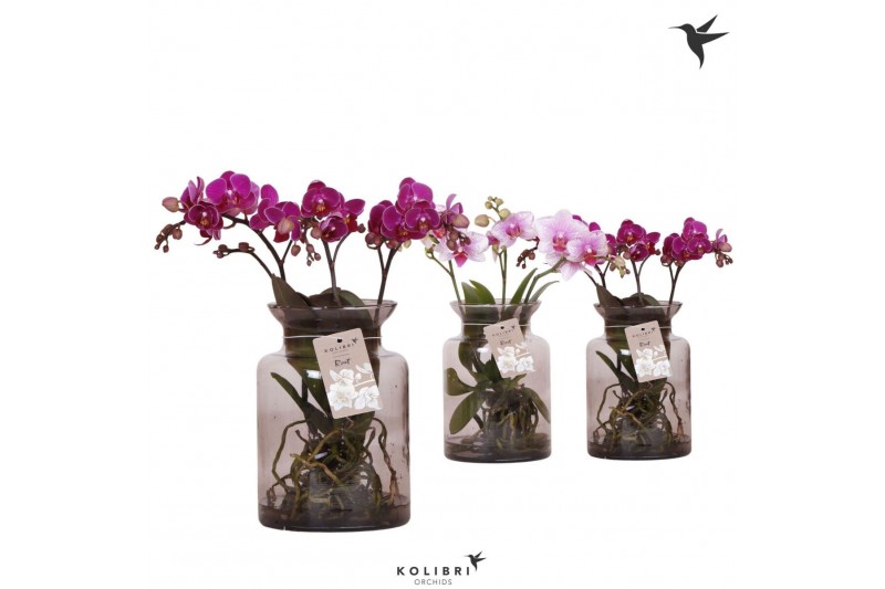 Phalaenopsis mix Kolibri Orchids Phalaenopsis Roots mix in glas stolp  