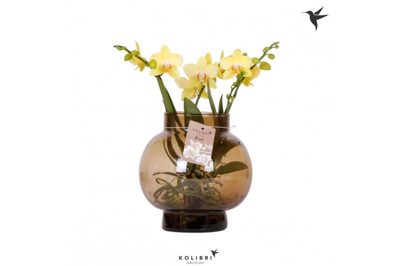Phalaenopsis geel Kolibri Orchids Phalaenopsis Roots yellow in glas bo 
