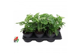 Monstera adansonii Monstera Adonsonii1 pp