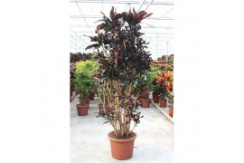 Codiaeum variegatum mammi Codiaeum Mammi 1 pp