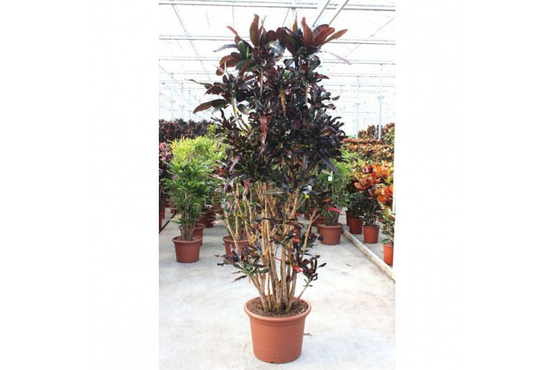 Codiaeum variegatum mammi Codiaeum Mammi 1 pp 