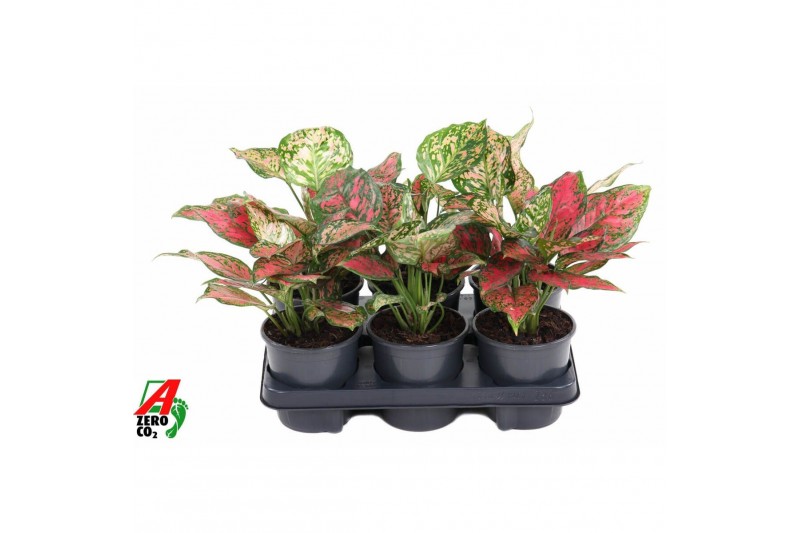 Aglaonema Aglaonema Red Valentine2 pp 