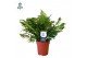 Blechnum silver lady Blechnum silver lady - Air So Pure 