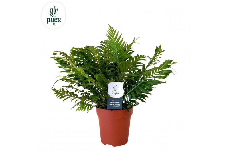 Blechnum silver lady Blechnum silver lady - Air So Pure 
