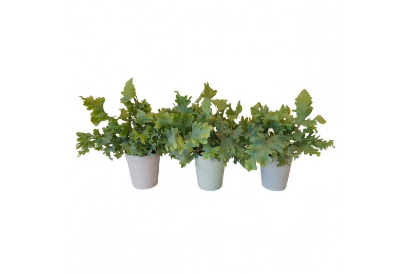 Phlebodium aureum davana Phlebodium Davana in pot Elle15 cm diameter 