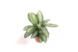 Aglaonema silver bay Aglaonema Silver Bay2 pp