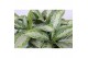 Aglaonema silver bay Aglaonema Silver Bay2 pp 