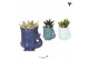 Succulenten mix Kolibri Greens Succulenten mix in Fish pot blue mix1 p 