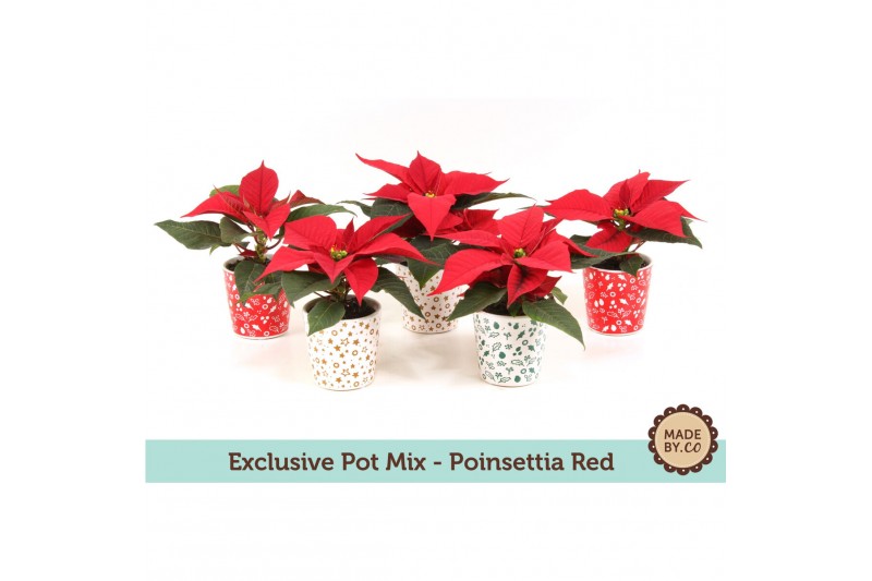Euphorbia pul. christmas feelings red Euph. Poinsettia Mini Red in Exc 