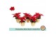 Euphorbia pul. christmas feelings red Euph. Poinsettia Mini Red in Gol 