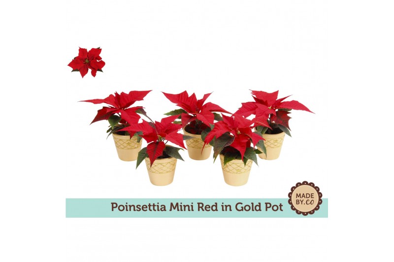 Euphorbia pul. christmas feelings red Euph. Poinsettia Mini Red in Gol 