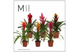 Bromelia mix Bromelia Classic - 12cm | Mimesis
