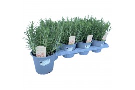 Rosmarinus officinalis Rosmarinus off.