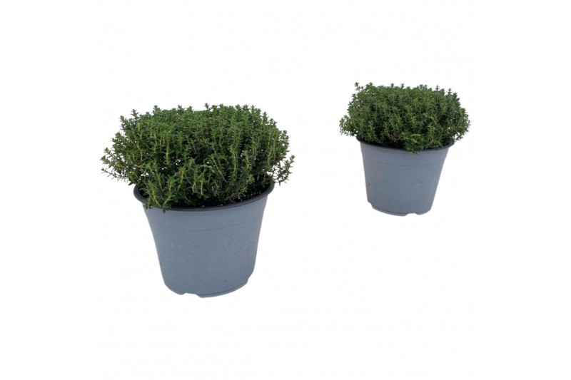 Thymus vulgaris faustini 