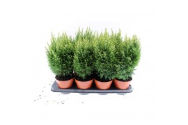 Chamaecyparis laws. snow white