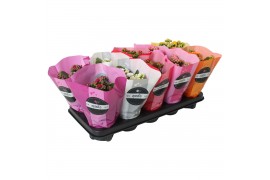 Kalanchoe roseflowers mix goodie