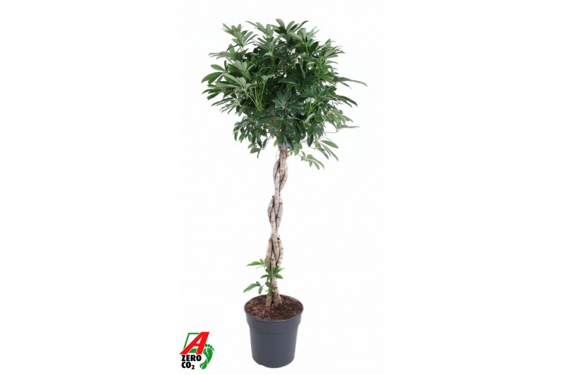 Schefflera arboricola compacta Schefflera Compacta gevlochten stam P27 