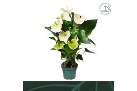 Anthurium andr. samora Anthurium Samora 14cm5 bl.