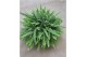 Nephrolepis exaltata green lady Nephrolepis Green Lady90 cm diameter 