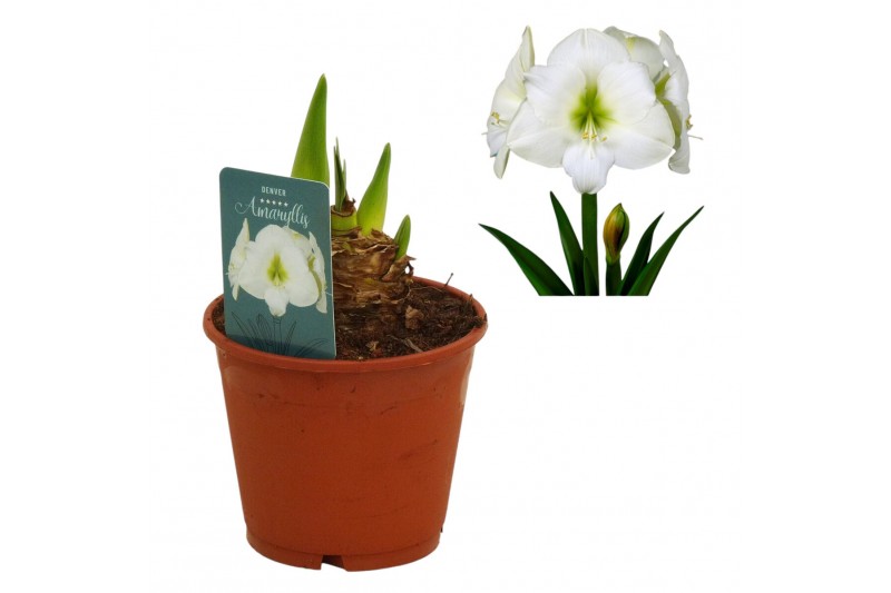 Hippeastrum Hippeastrum Denver 3 knop3 tak/plnt 