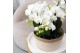 Phalaenopsis Kolibri Orchids Phalaenopsis Jungle Bouquet white 6 spike 
