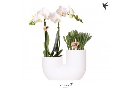 Arrangementen phalaenopsis multiflora Kolibri Orchids Phalaenopsis Whi