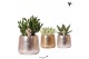 Succulenten mix Kolibri Greens Succulenten mix in Luxury pot mix1 pp 
