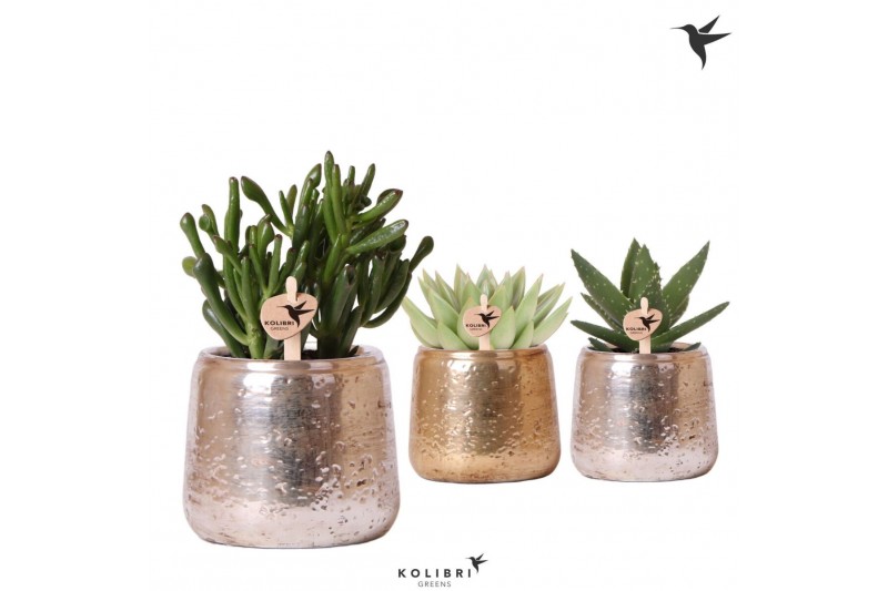 Succulenten mix Kolibri Greens Succulenten mix in Luxury pot mix1 pp 