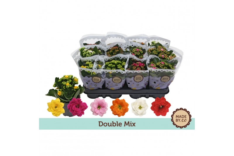 Kalanchoe bloss. mix 5 kleuren Kalanchoë Double Mixpp 
