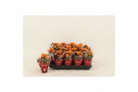 Kalanchoe calandiva hawn Kalanchoe Double Orange1 pp