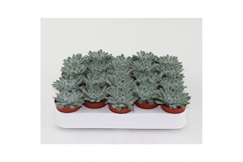 Echeveria zonder bloem Echeveria Rundelii Special 