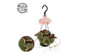 Saxifraga stolonifera tricolor Saxifraga Stol Tricolor 10,5cm HP adora