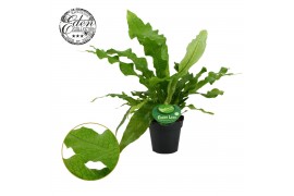 Microsorum crocodyllus Microsorum Crocodyllus 12cm Duits etiket