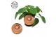 Pilea peperomioides Pilea Peperomioides 10,5cm Engels etiket 