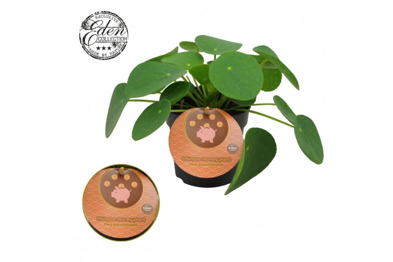 Pilea peperomioides Pilea Peperomioides 10,5cm Engels etiket 