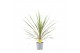Cordyline variegata Cordyline Australis Variegata - 13cm 1 pp 